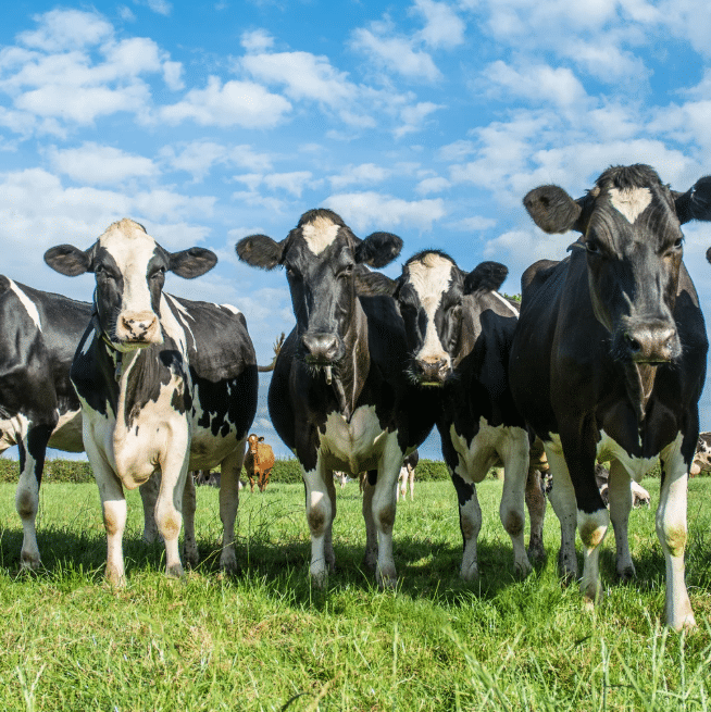Word Melker: Werk met Dieren in een Gezellig Team (parttime, 20 uur p/w)